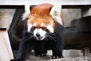 野毛山動物園のレッサーパンダ