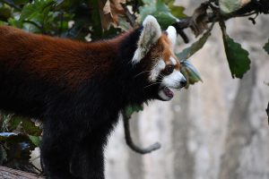 野毛山動物園のレッサーパンダ