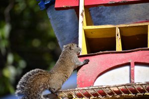 町田リス園のリスは本当にかわいい