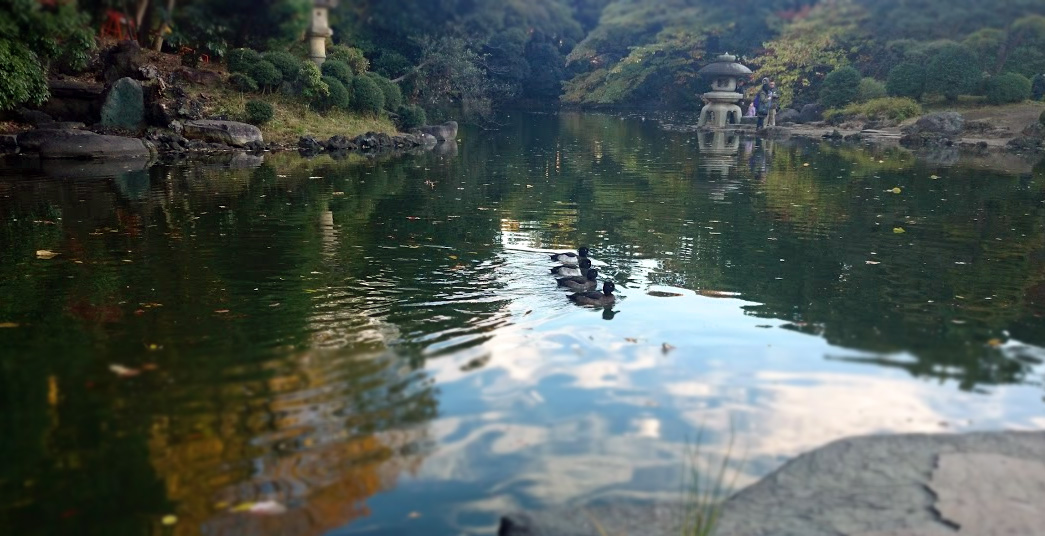 新宿御苑の鴨