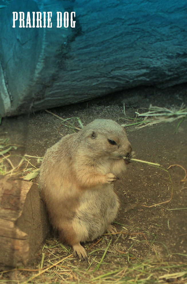 上野動物園のプレーリードッグは大人気
