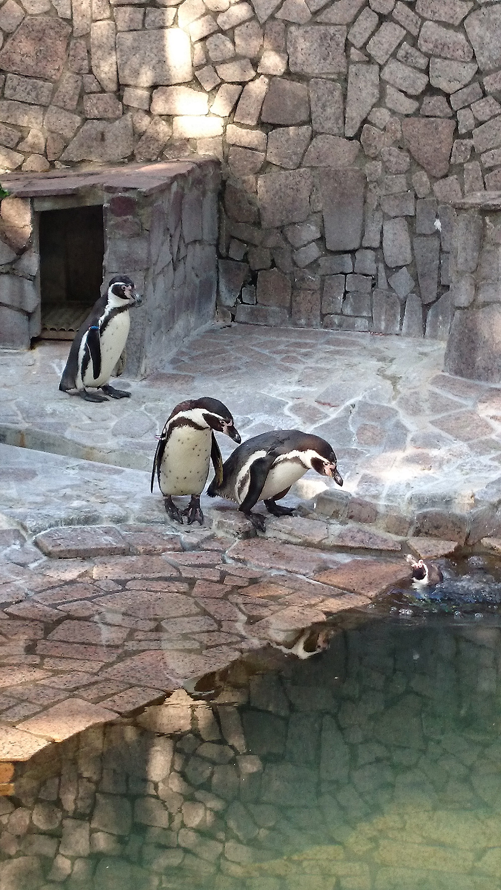 江戸川区自然動物園：ペンギン