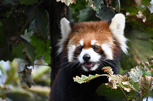 野毛山動物園のレッサーパンダ