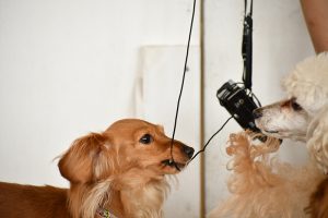 ふれあいどうぶつランド　だっこして！ZOO！犬