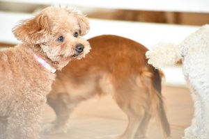 ふれあいどうぶつランド　だっこして！ZOO！犬