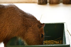 ふれあいどうぶつランド　だっこして！ZOO！カピバラ