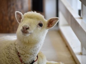 ふれあいどうぶつランド　だっこして！ZOO！子羊