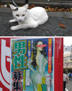 地域猫ちゃんと謎のチラシ